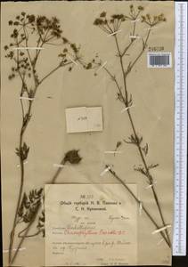 Бутень Прескотта DC., Средняя Азия и Казахстан, Северный и Центральный Казахстан (M10) (Казахстан)