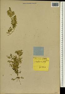 Caesalpinia gilliesii (Hook.)D.Dietr., Зарубежная Азия (ASIA)