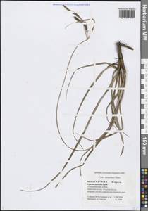 Carex flacca subsp. erythrostachys (Hoppe) Holub, Кавказ, Черноморское побережье (от Новороссийска до Адлера) (K3) (Россия)
