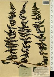 Megalastrum lanuginosum (Kaulf.) Holtt., Африка (AFR) (Сейшельские острова)
