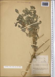 Жимолость Королькова Stapf, Средняя Азия и Казахстан, Памир и Памиро-Алай (M2) (Киргизия)