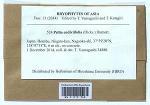 Apopellia endiviifolia (Dicks.) Nebel & D. Quandt, Гербарий мохообразных, Мхи - Азия (вне границ бывшего СССР) (BAs) (Япония)