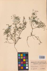 Дымянка лекарственная L., Восточная Европа, Северо-Западный район (E2) (Россия)