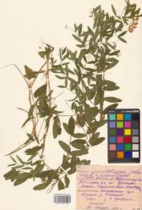 Lathyrus palustris subsp. palustris, Сибирь, Дальний Восток (S6) (Россия)