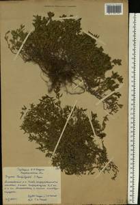 Thymus × dimorphus Klokov & Des.-Shost., Восточная Европа, Центральный лесостепной район (E6) (Россия)