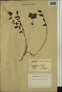 Euphorbia verrucosa L., Западная Европа (EUR) (Швейцария)