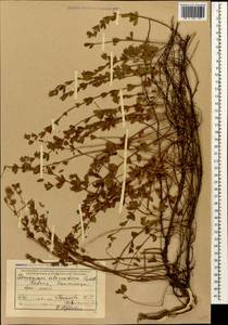 Lotus herbaceus (Vill.) Jauzein, Кавказ, Абхазия (K4a) (Абхазия)