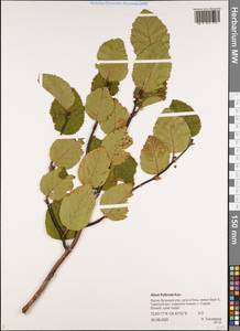 Ольховник кустарниковый, Ольха кустарниковая (Rupr.) Raus, Сибирь, Якутия (S5) (Россия)