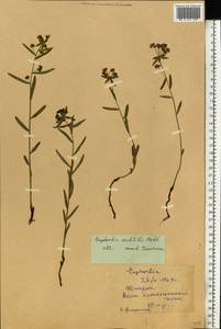 Молочай мелкоплодный (Prokh.) Krylov, Восточная Европа, Средневолжский район (E8) (Россия)