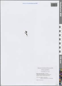 Камнеломка супротивнолистная L., Сибирь, Центральная Сибирь (S3) (Россия)