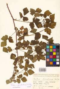 Ежевика бороздчатая Vest, Восточная Европа, Средневолжский район (E8) (Россия)