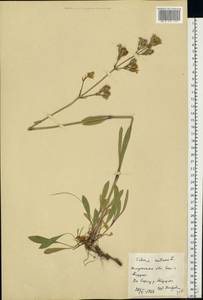 Смолевка поникшая L., Восточная Европа, Центральный район (E4) (Россия)