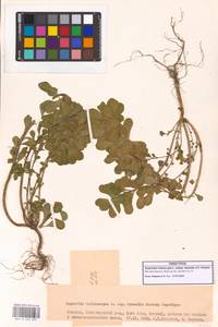 Euphorbia helioscopia subsp. helioscopioides (Loscos & Pardo) O.Bolòs, Font Quer & Vigo, Кавказ, Грузия (K4) (Грузия)