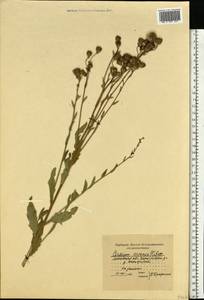 Бодяк полевой, Розовый осот (L.) Scop., Восточная Европа, Московская область и Москва (E4a) (Россия)