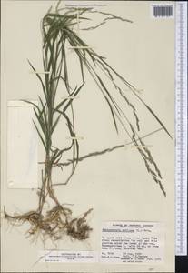 Muhlenbergia mexicana (L.) Trin., Америка (AMER) (Канада)