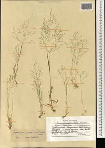 Poa diaphora var. songarica (Schrenk) Soreng, Cabi & L.J.Gillespie, Зарубежная Азия (ASIA) (Афганистан)