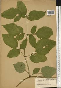 Дудник лесной L., Восточная Европа, Московская область и Москва (E4a) (Россия)