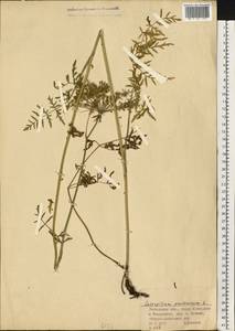 Silphiodaucus prutenicus (L.) Spalik, Wojew., Banasiak, Piwczyñski & Reduron, Восточная Европа, Средневолжский район (E8) (Россия)