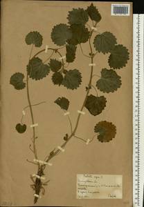 Белокудренник черный L., Восточная Европа, Нижневолжский район (E9) (Россия)