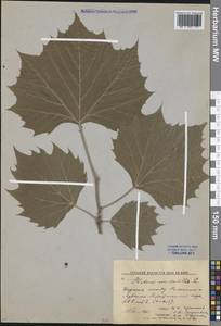 Platanus occidentalis L., Восточная Европа, Северо-Украинский район (E11) (Украина)