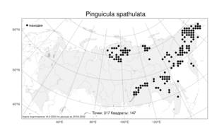 Pinguicula spathulata, Жирянка лопатчатая Ledeb., Атлас флоры России (FLORUS) (Россия)