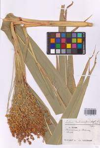 Sorghum bicolor subsp. bicolor, Восточная Европа, Московская область и Москва (E4a) (Россия)