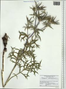 Eryngium amethystinum L., Западная Европа (EUR) (Италия)