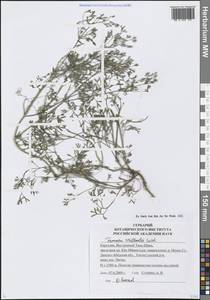 Дымянка Вайяна Loisel., Средняя Азия и Казахстан, Северный и Центральный Тянь-Шань (M4) (Киргизия)