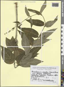 Ластовень лазящий Sommier & Levier, Кавказ, Грузия (K4) (Грузия)