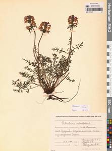 Мытник мохнатоодетый Turcz., Сибирь, Чукотка и Камчатка (S7) (Россия)