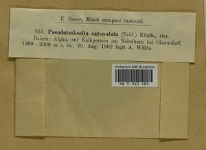 Pseudoleskeella catenulata (Brid. ex Schrad.) Kindb., Гербарий мохообразных, Мхи - Западная Европа (BEu) (Германия)