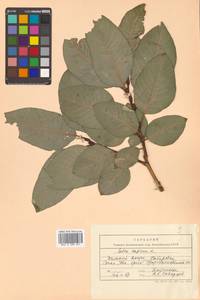 Ива козья L., Сибирь, Дальний Восток (S6) (Россия)