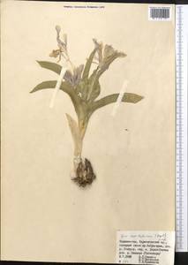Iris rosenbachiana Regel, Средняя Азия и Казахстан, Памир и Памиро-Алай (M2) (Таджикистан)