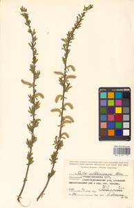 Salix elbrusensis Boiss., Кавказ, Северная Осетия, Ингушетия и Чечня (K1c) (Россия)