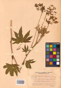 Filipendula digitata (Willd.) Bergmans, Сибирь, Дальний Восток (S6) (Россия)