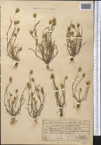 Мортук пшеничный (Gaertn.) Nevski, Средняя Азия и Казахстан, Муюнкумы, Прибалхашье и Бетпак-Дала (M9) (Казахстан)