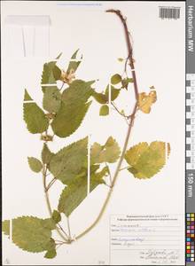 Яснотка белая, Глухая крапива L., Кавказ, Северная Осетия, Ингушетия и Чечня (K1c) (Россия)