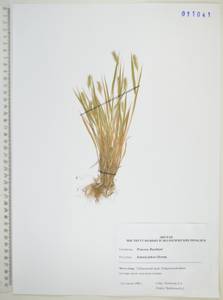 Щетинник Фабера R.A.W.Herrm., Сибирь, Дальний Восток (S6) (Россия)