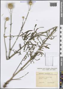 Василек восточный L., Кавказ, Ставропольский край, Карачаево-Черкесия, Кабардино-Балкария (K1b) (Россия)