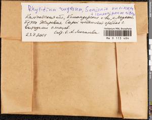Tomentypnum nitens (Hedw.) Loeske, Гербарий мохообразных, Мхи - Чукотка и Камчатка (B21) (Россия)