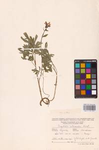 Хохлатка промежуточная, Хохлатка средняя (L.) Mérat, Восточная Европа (без точных пунктов) (E0)