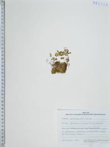 Пузырник ломкий (L.) Bernh., Сибирь, Дальний Восток (S6) (Россия)