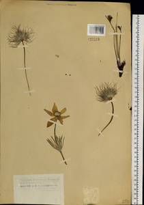 Прострел желтеющий (Zucc.) Zāmelis, Сибирь, Центральная Сибирь (S3) (Россия)