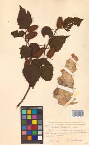 Betula pendula subsp. mandshurica (Regel) Ashburner & McAll., Сибирь, Дальний Восток (S6) (Россия)