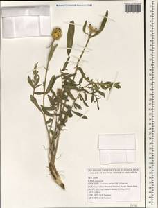 Centaurea aucheri subsp. aucheri, Зарубежная Азия (ASIA) (Иран)