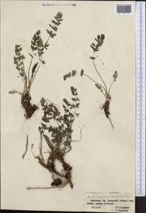 Жабрица лесная (Korovin) Pimenov, Средняя Азия и Казахстан, Западный Тянь-Шань и Каратау (M3) (Киргизия)