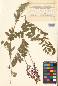 Горошек приятный Fisch. ex Ser., Сибирь, Дальний Восток (S6) (Россия)