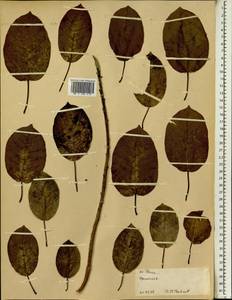 Фикус, Африка (AFR) (Эфиопия)