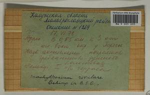 Brachythecium rivulare Schimp., Гербарий мохообразных, Мхи - Центральное Нечерноземье (B6) (Россия)