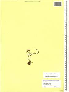 Гусиный лук серно-желтый Miscz., Кавказ, Краснодарский край и Адыгея (K1a) (Россия)